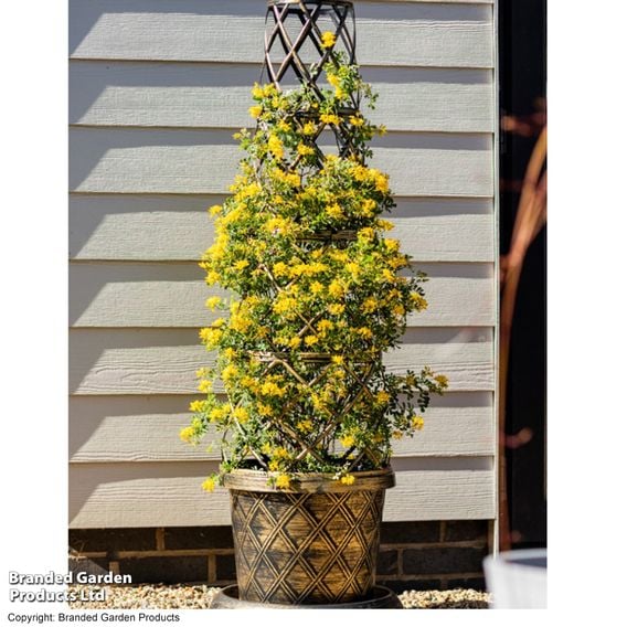 Coronilla valentina subsp. glauca 'Citrina'
