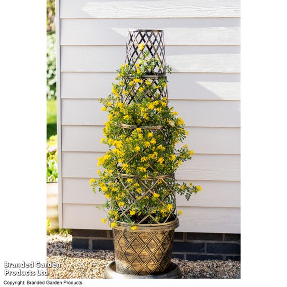 Coronilla valentina subsp. glauca 'Citrina'