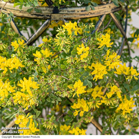 Coronilla valentina subsp. glauca 'Citrina'