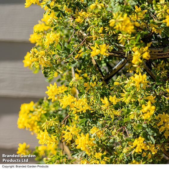 Coronilla valentina subsp. glauca 'Citrina'