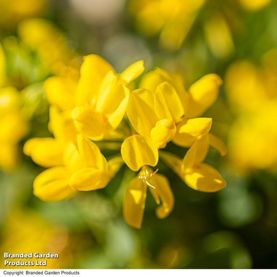 Coronilla glauca