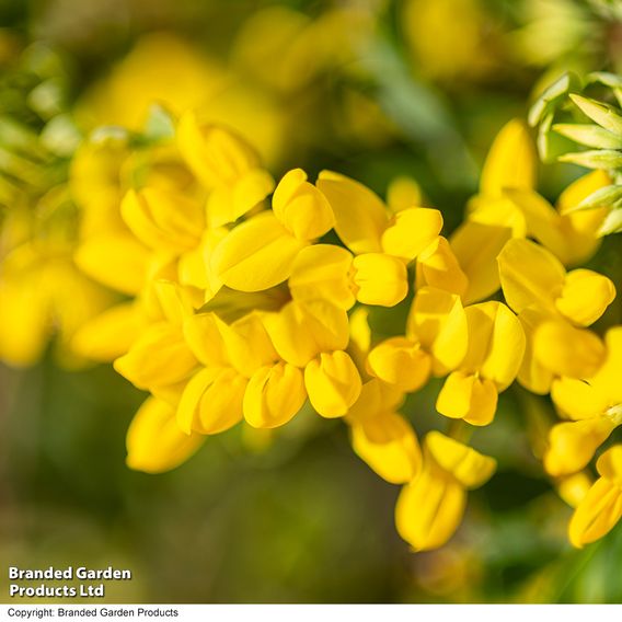 Coronilla valentina subsp. glauca 'Citrina'