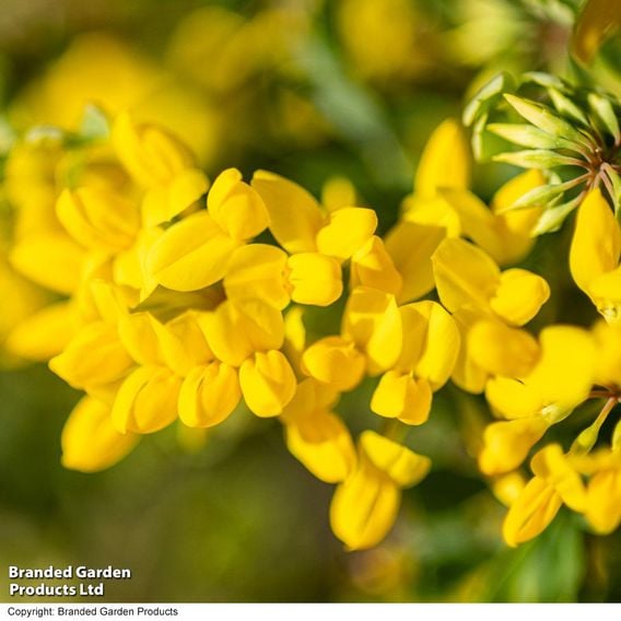 Coronilla glauca