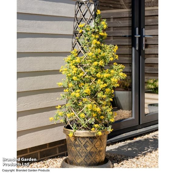 Coronilla valentina subsp. glauca 'Citrina'
