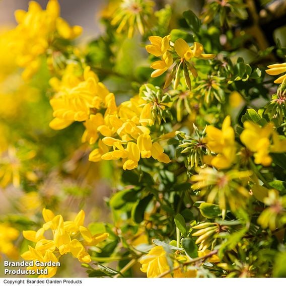 Coronilla glauca