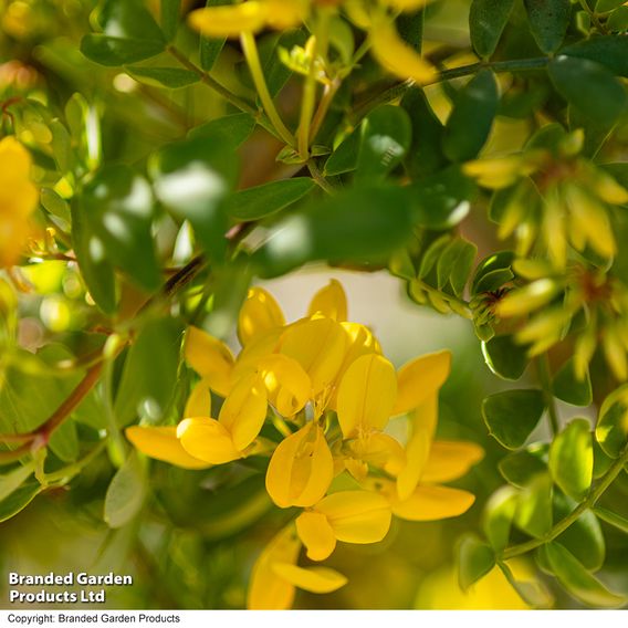 Coronilla valentina subsp. glauca 'Citrina'