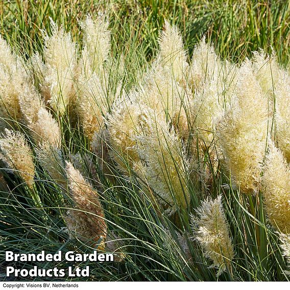 Cortaderia selloana 'Tiny Pampa'