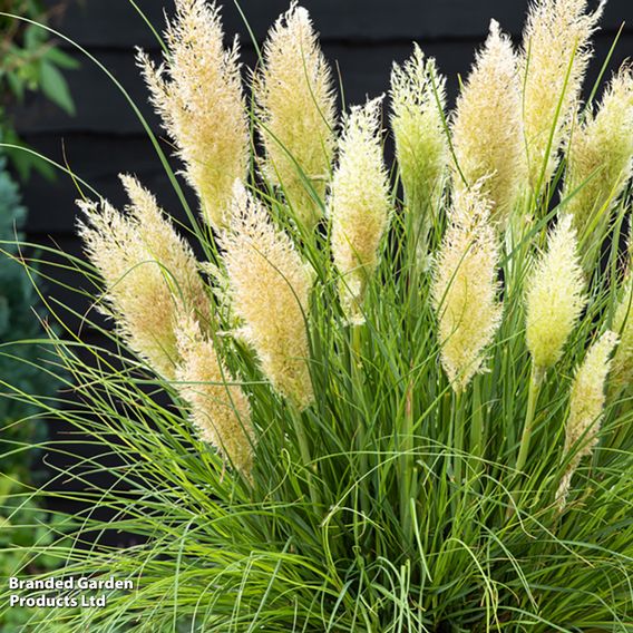 Cortaderia selloana 'Tiny Pampa'