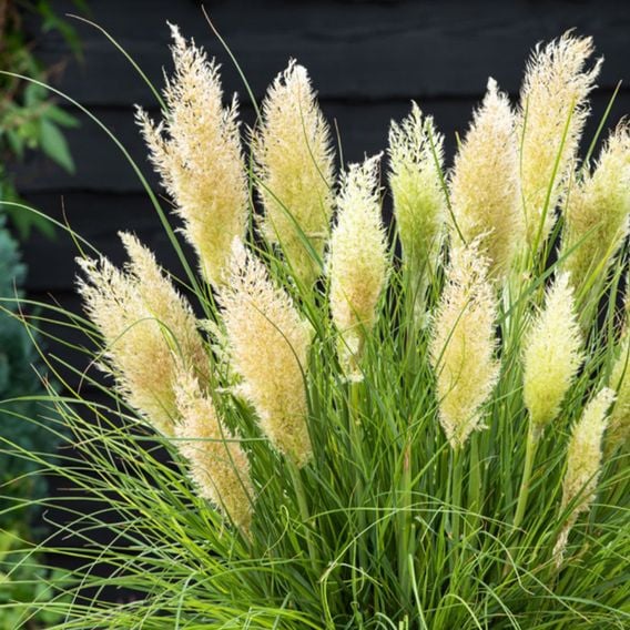 Cortaderia selloana 'Tiny Pampa'