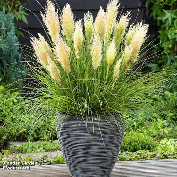 Cortaderia selloana 'Tiny Pampa'