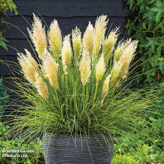Cortaderia selloana 'Tiny Pampa'