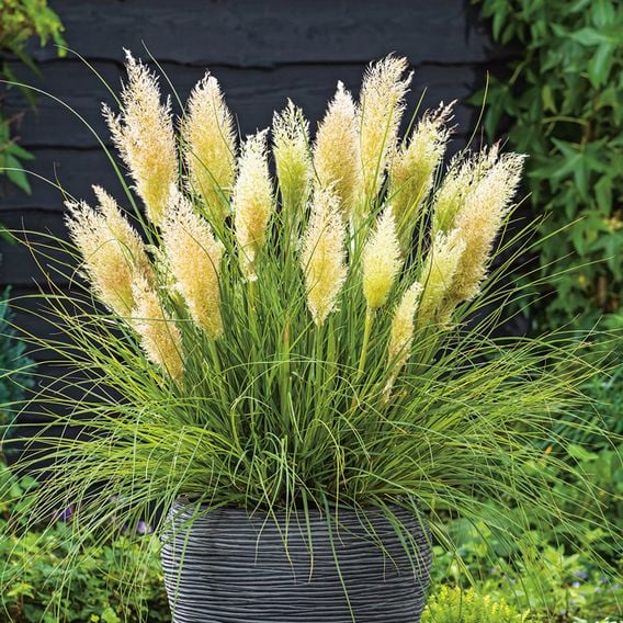 Cortaderia selloana 'Tiny Pampa'