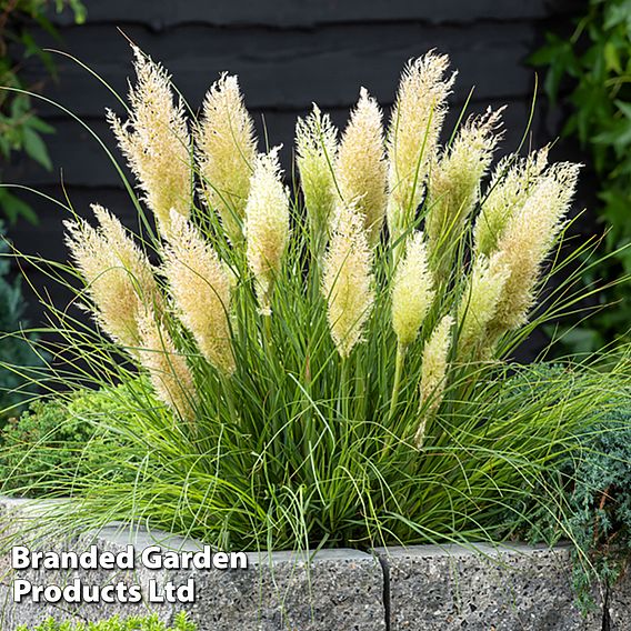 Cortaderia selloana 'Tiny Pampa'