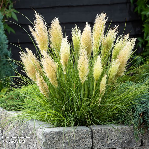 Cortaderia selloana 'Tiny Pampa'