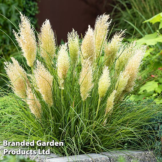 Cortaderia selloana 'Tiny Pampa'