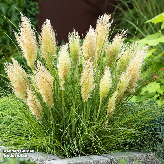 Cortaderia selloana 'Tiny Pampa'