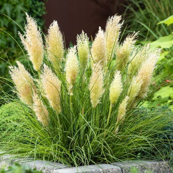 Cortaderia selloana 'Tiny Pampa'