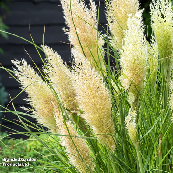 Cortaderia selloana 'Tiny Pampa'