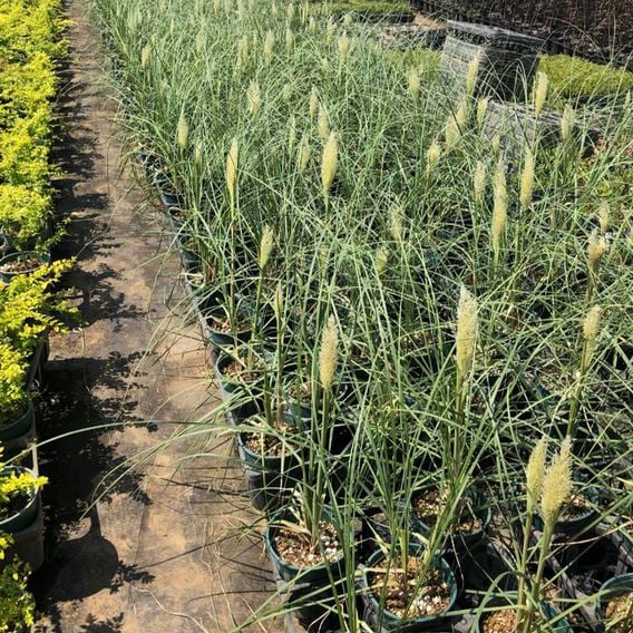 Cortaderia selloana 'Tiny Pampa'