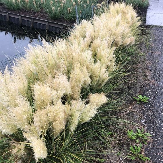 Cortaderia selloana 'Tiny Pampa'