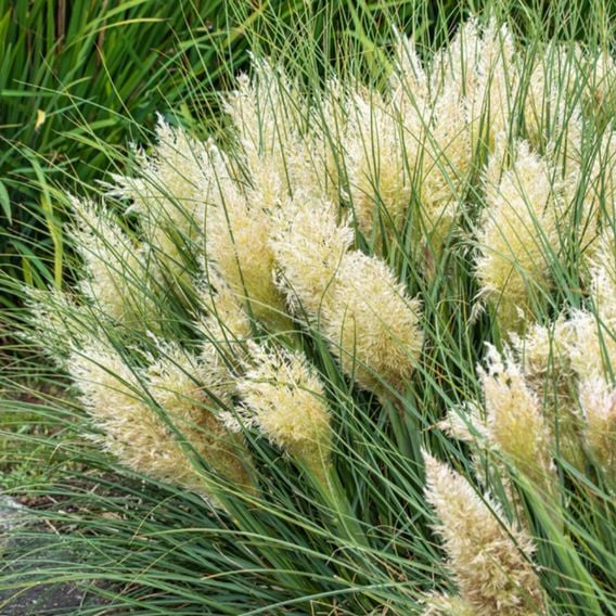 Cortaderia selloana 'Tiny Pampa'