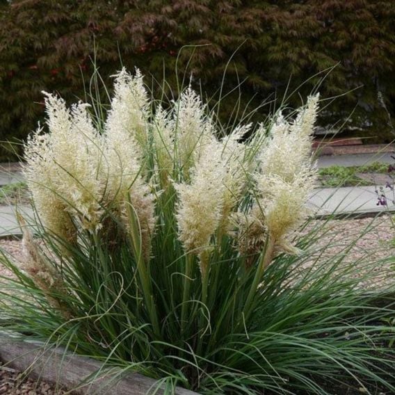 Cortaderia selloana 'Tiny Pampa'