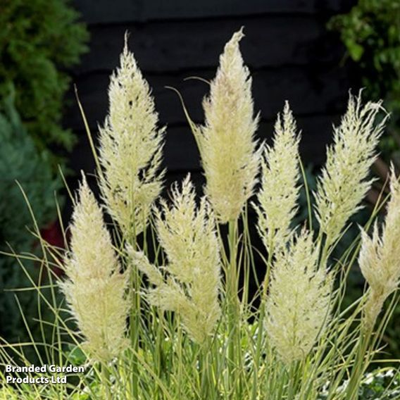 Cortaderia selloana 'Tiny Pampa'