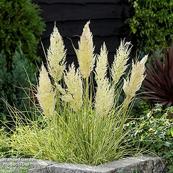 Cortaderia selloana 'Tiny Pampa'