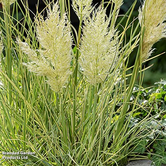 Cortaderia selloana 'Tiny Pampa'