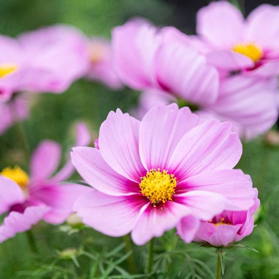 Cosmos 'Apollo Rose with Eye' - Seeds