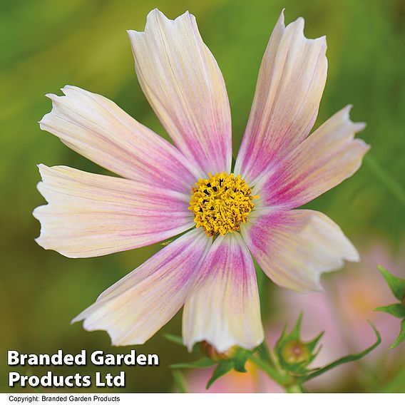 Cosmos Apricot Lemonade Seeds