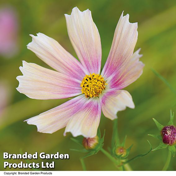 Cosmos Apricot Lemonade Seeds