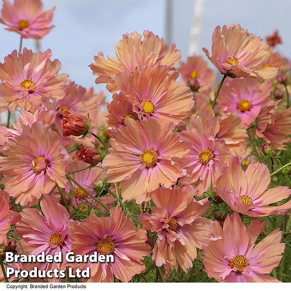 Cosmos 'Apricotta' - Seeds