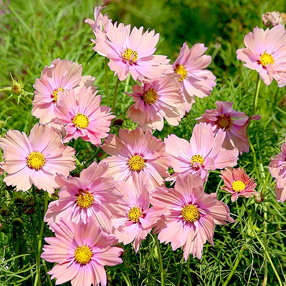 Cosmos 'Apricotta' - Seeds