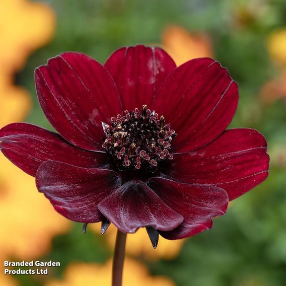 Cosmos atrosanguineus