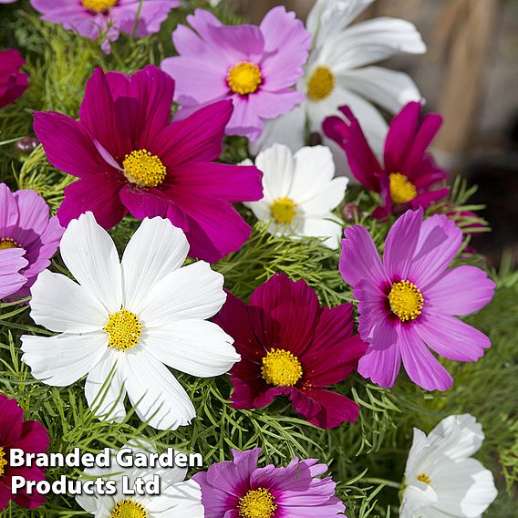 Cosmos Candyfloss Mix Seeds