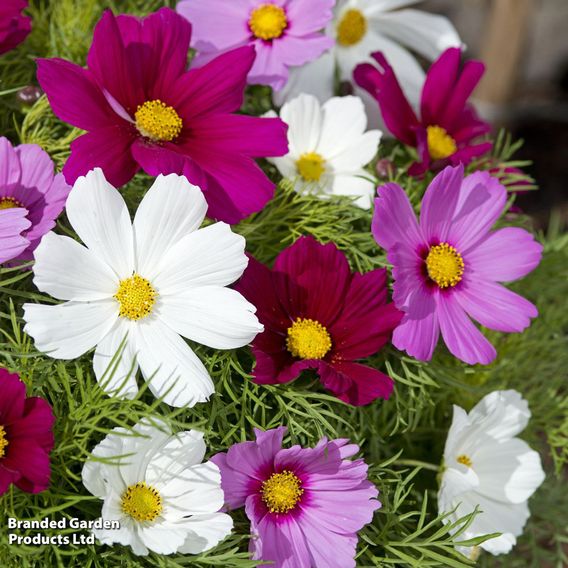 Cosmos 'Candyfloss Mix' - Seeds