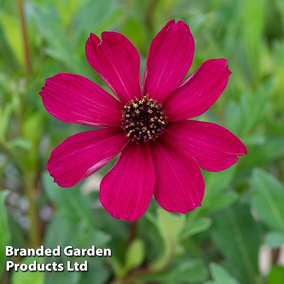 Cosmos atrosanguineus 'Cherry Chocolate' (PBR)