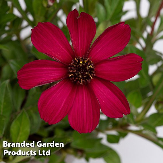 Cosmos atrosanguineus 'Cherry Chocolate' (PBR)