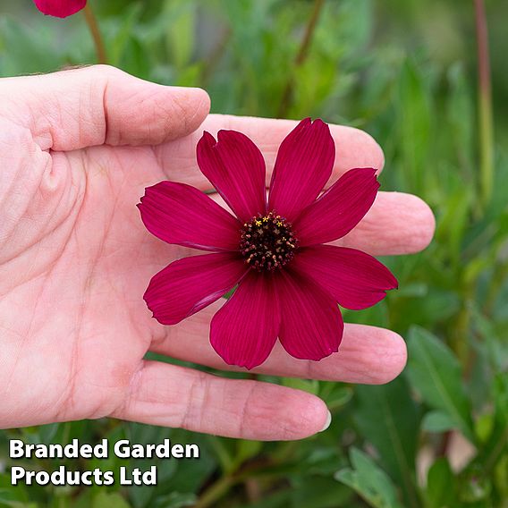 Cosmos atrosanguineus 'Cherry Chocolate' (PBR)
