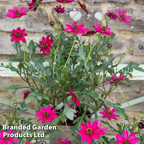 Cosmos atrosanguineus 'Cherry Chocolate' (PBR)