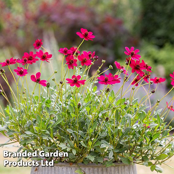 Cosmos atrosanguineus 'Cherry Chocolate' (PBR)