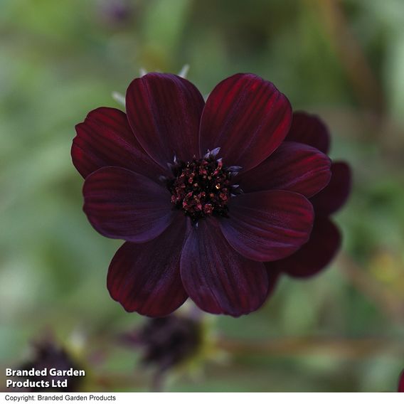 Cosmos atrosanguineus 'Chocamocha'