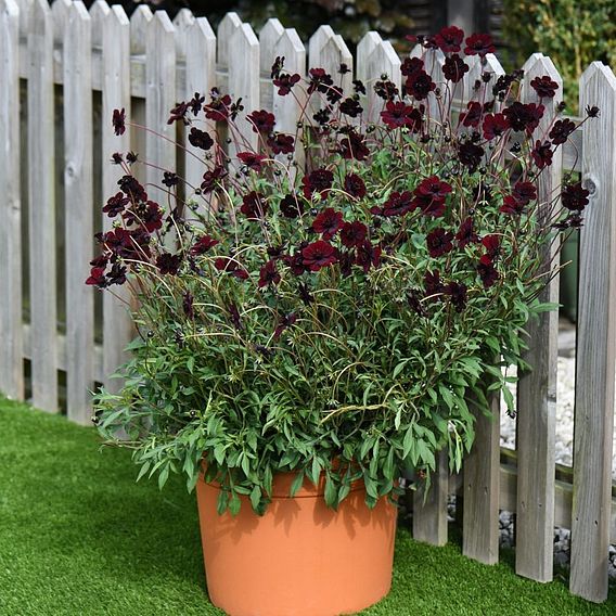 Cosmos atrosanguineus 'Chocamocha'