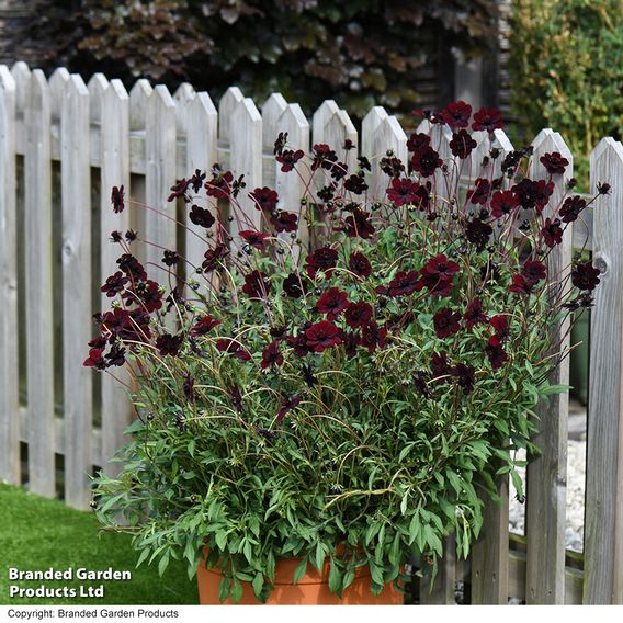 Cosmos atrosanguineus 'Chocamocha'