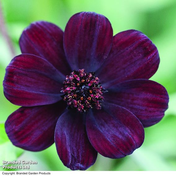 Cosmos atrosanguineus 'Chocamocha'