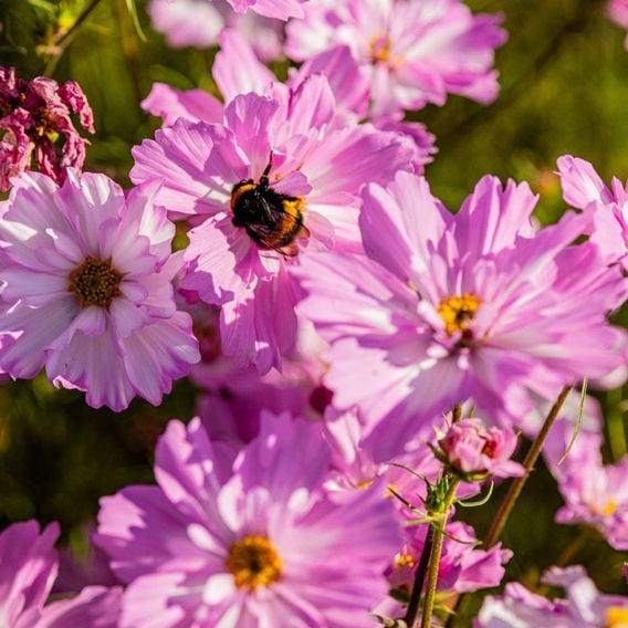 Cosmos 'Colletta Pink-White' - Seeds