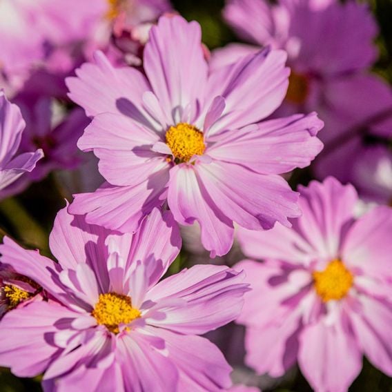 Cosmos 'Colletta Pink-White' - Seeds