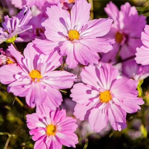 Cosmos 'Colletta Pink-White' - Seeds