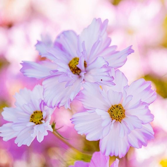 Cosmos 'Colletta Pink-White' - Seeds